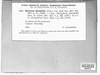 Jamesdicksonia dactylidis image